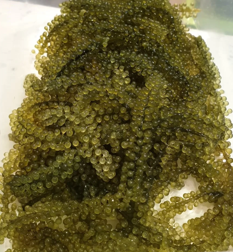 Sea Grape Unibudo